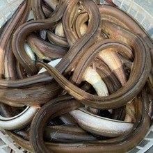 海南土龍魚的市場價格是多少（土龍魚市場價格分析）