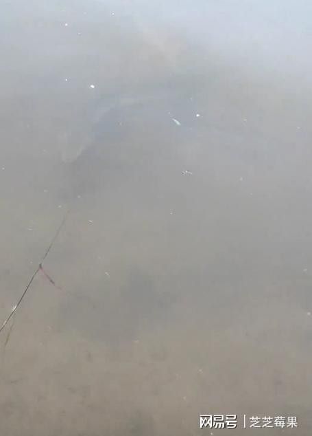 海南土龍魚的市場價格是多少（土龍魚市場價格分析）
