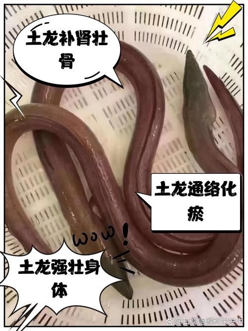 海南土龍魚的市場價格是多少（土龍魚市場價格分析）