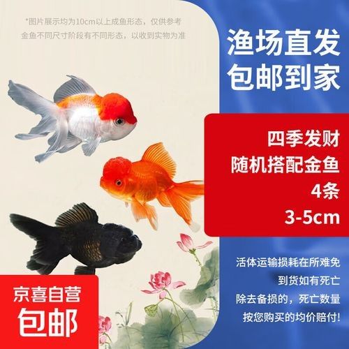 金龍魚和金魚哪個更好養（廣東媳婦想買3萬的金龍魚來養，公公表示同意）