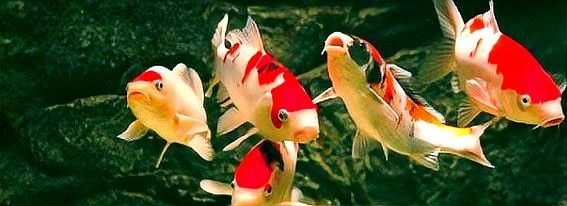 詳細(xì)閱讀:龍魚出血后需要隔離多久(龍魚出血后多久可以恢復(fù),) 龍魚出血后需要隔離多久(龍魚出血后多久可以恢復(fù),)