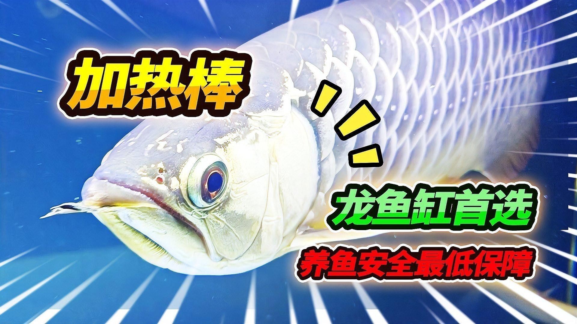 推薦幾款適合龍魚缸的加熱棒品牌（魚缸加熱棒品牌怎么選） 推薦幾款適合龍魚缸的加熱棒品牌（魚缸加熱棒品牌怎么選） 龍魚百科 第10張