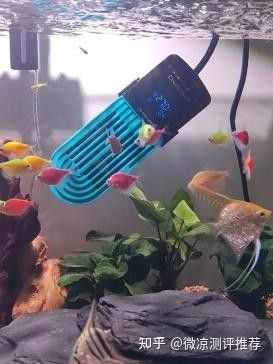 推薦幾款適合龍魚缸的加熱棒品牌（魚缸加熱棒品牌怎么選） 推薦幾款適合龍魚缸的加熱棒品牌（魚缸加熱棒品牌怎么選） 龍魚百科 第9張