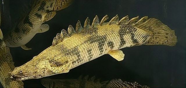 給我一些虎皮恐龍魚的圖片（廣東男子釣獲“遠古恐龍魚”背鰭銳利似劍龍網友:值好幾百） 給我一些虎皮恐龍魚的圖片（廣東男子釣獲“遠古恐龍魚”背鰭銳利似劍龍網友:值好幾百） 龍魚百科 第19張