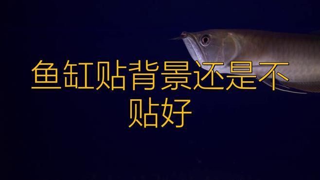 龍魚缸背景圖多久換一次合適（龍魚缸背景圖多久換一次最好，如何選擇適合龍魚缸的背景圖？） 龍魚缸背景圖多久換一次合適（龍魚缸背景圖多久換一次最好，如何選擇適合龍魚缸的背景圖？） 龍魚百科 第4張