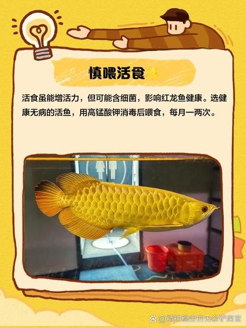 紅龍魚一天喂幾次比較好（紅龍魚一天喂幾次比較好的問題，紅龍魚喂食技巧大揭秘）