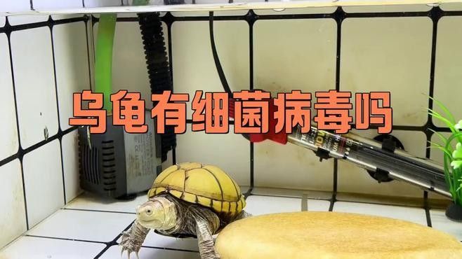 如何判斷龍龜是否感染細(xì)菌（如何判斷龍龜是否感染細(xì)菌是否感染細(xì)菌是一個關(guān)鍵的問題）