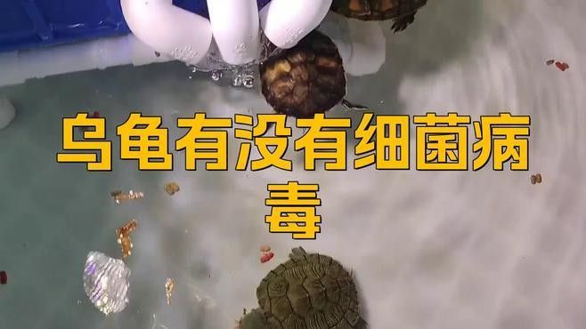 如何判斷龍龜是否感染細(xì)菌（如何判斷龍龜是否感染細(xì)菌是否感染細(xì)菌是一個關(guān)鍵的問題）