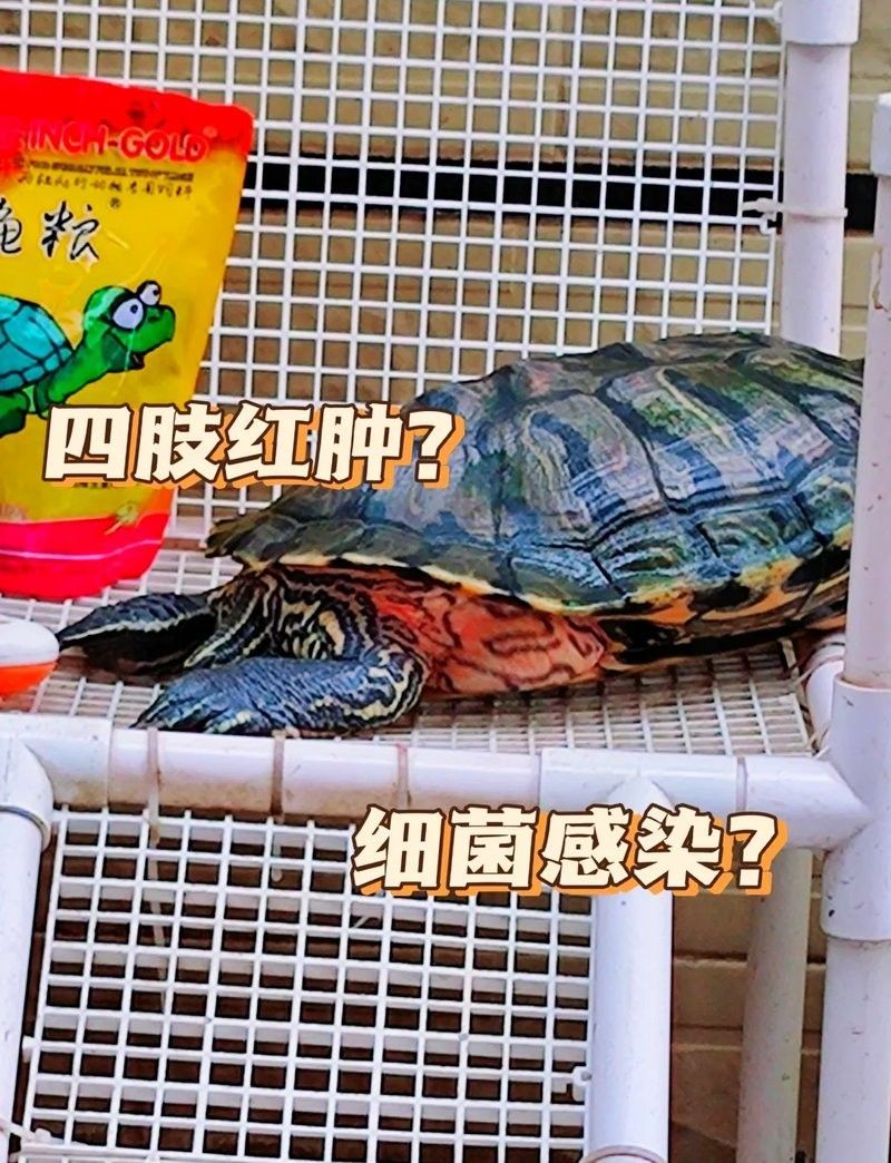 如何判斷龍龜是否感染細(xì)菌（如何判斷龍龜是否感染細(xì)菌是否感染細(xì)菌是一個關(guān)鍵的問題）
