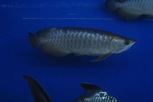 金龍魚缸背景板材質(zhì)有哪些選擇（魚缸背景板材質(zhì)的選擇）