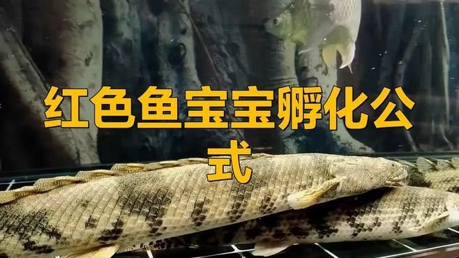 紅龍魚卵如何人工孵化？（紅龍魚卵人工孵化過程）