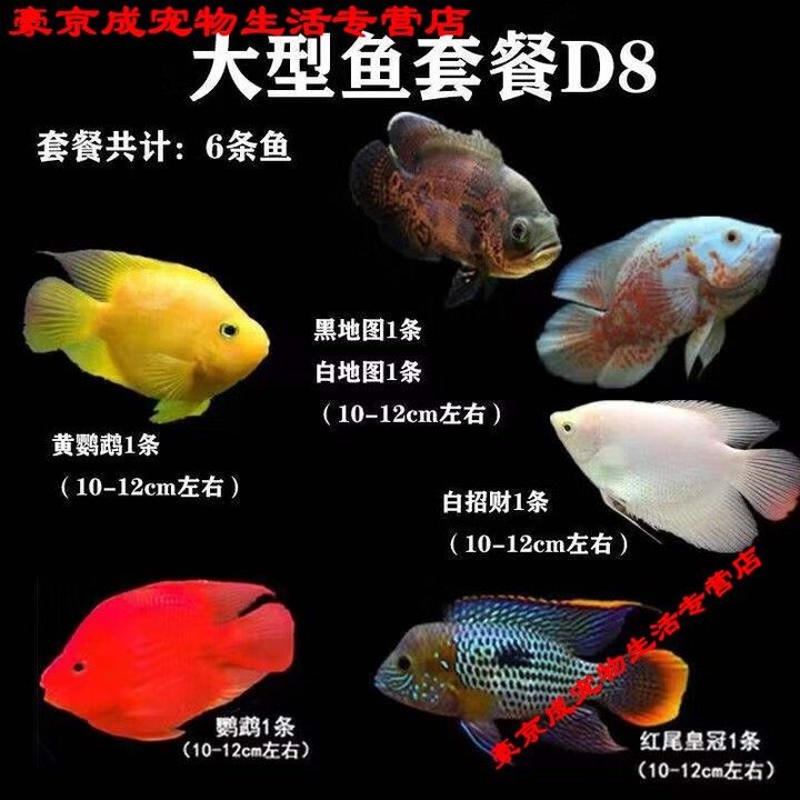 龍魚和戰(zhàn)船的價格差異大嗎（魚和戰(zhàn)船的價格差異大嗎龍魚和戰(zhàn)船價格差異大嗎）