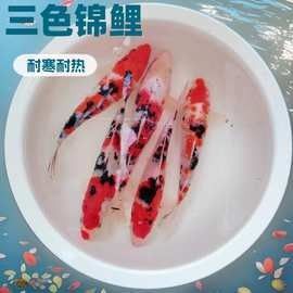 龍魚和戰(zhàn)船的價格差異大嗎（魚和戰(zhàn)船的價格差異大嗎龍魚和戰(zhàn)船價格差異大嗎）