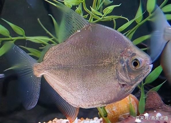 粗線銀板魚和地圖魚混養可以嗎？（粗線銀板魚和地圖魚可以混養嗎） 粗線銀板魚和地圖魚混養可以嗎？（粗線銀板魚和地圖魚可以混養嗎） 龍魚百科 第2張