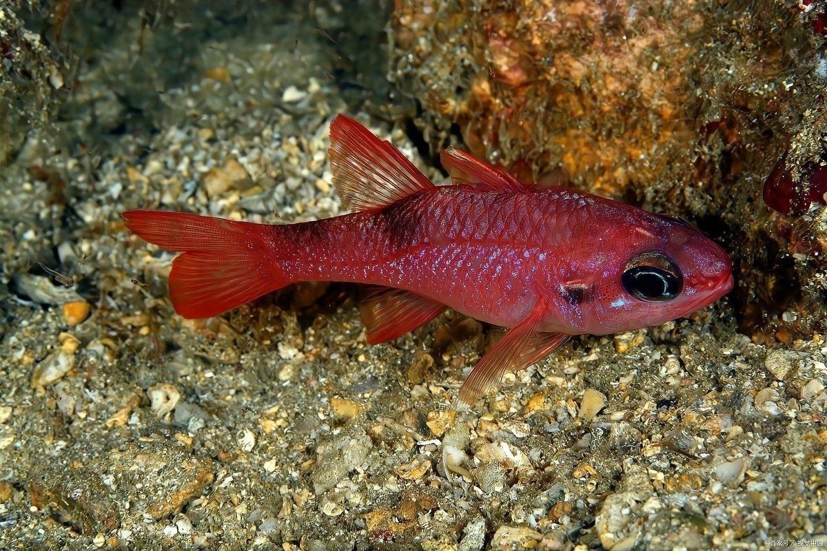 粗線銀板魚和地圖魚混養可以嗎？（粗線銀板魚和地圖魚可以混養嗎） 粗線銀板魚和地圖魚混養可以嗎？（粗線銀板魚和地圖魚可以混養嗎） 龍魚百科 第7張