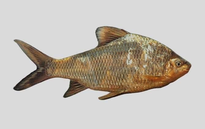 三角龍魚有哪些特征？（三角龍魚的品種特征具有三角特征的品種三角龍魚有哪些）