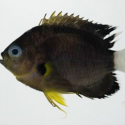 三角龍魚有哪些特征？（三角龍魚的品種特征具有三角特征的品種三角龍魚有哪些）