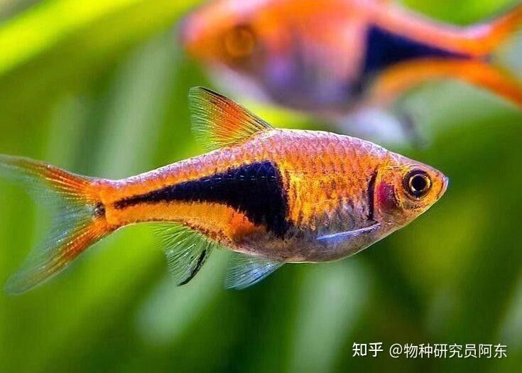 三角龍魚有哪些特征？（三角龍魚的品種特征具有三角特征的品種三角龍魚有哪些）