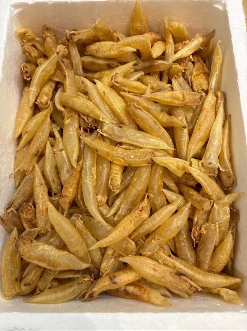 金龍魚膠的產(chǎn)地在哪里？（金龍魚膠是什么）