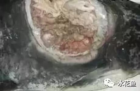 金龍魚潰爛會傳染嗎？（金龍魚潰爛怎么辦）