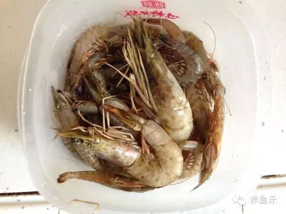 如何自制紅眼白子招財龍魚飼料（紅眼白子招財龍魚自制飼料與市售飼料與市售飼料哪個更好）