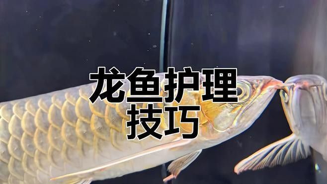 龍魚蒙眼期間如何護理（龍魚眼睛有白膜是什么原因金滿滿湯豚豚,魚眼蒙白別慌張）