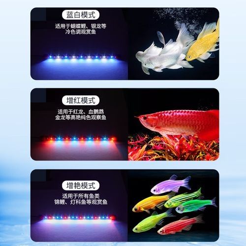 有哪些品牌的龍魚潛水燈推薦？（龍魚潛水燈品牌及熱門型號(hào)評(píng)價(jià)和價(jià)格區(qū)間分類整理）