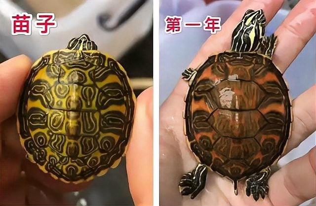 火焰龜混養需要多大的缸？（混養火焰龜需要注意什么？）
