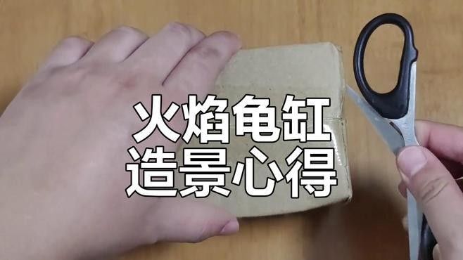 火焰龜混養需要多大的缸？（混養火焰龜需要注意什么？）