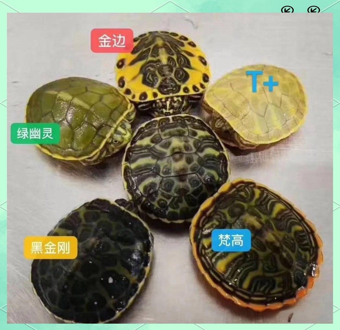 火焰龜混養需要多大的缸？（混養火焰龜需要注意什么？）
