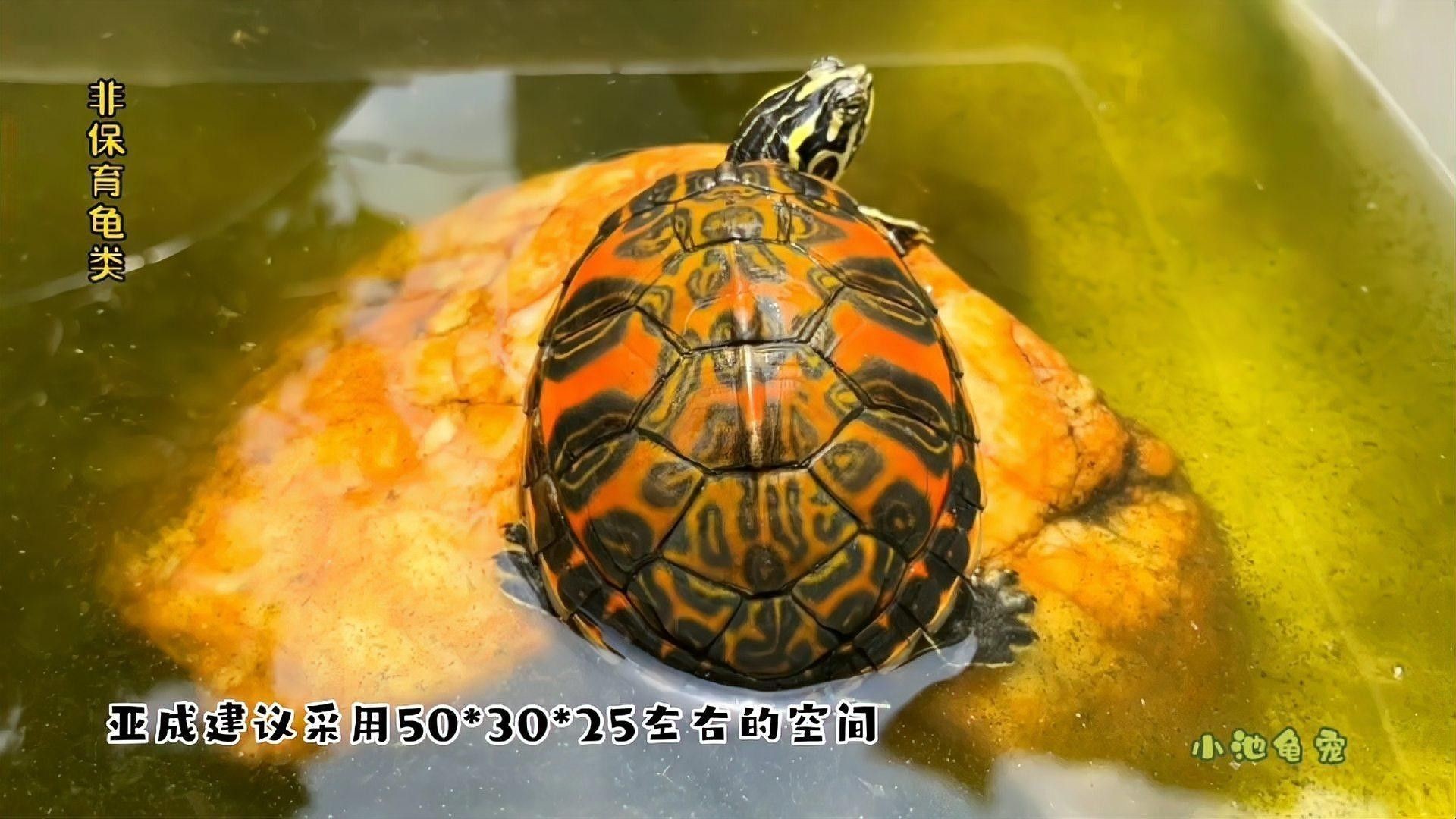 火焰龜混養需要多大的缸？（混養火焰龜需要注意什么？）