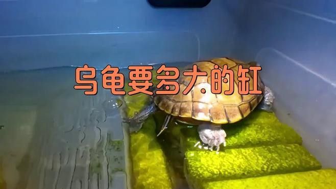 火焰龜混養需要多大的缸？（混養火焰龜需要注意什么？）