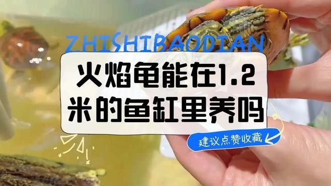 火焰龜混養需要多大的缸？（混養火焰龜需要注意什么？）
