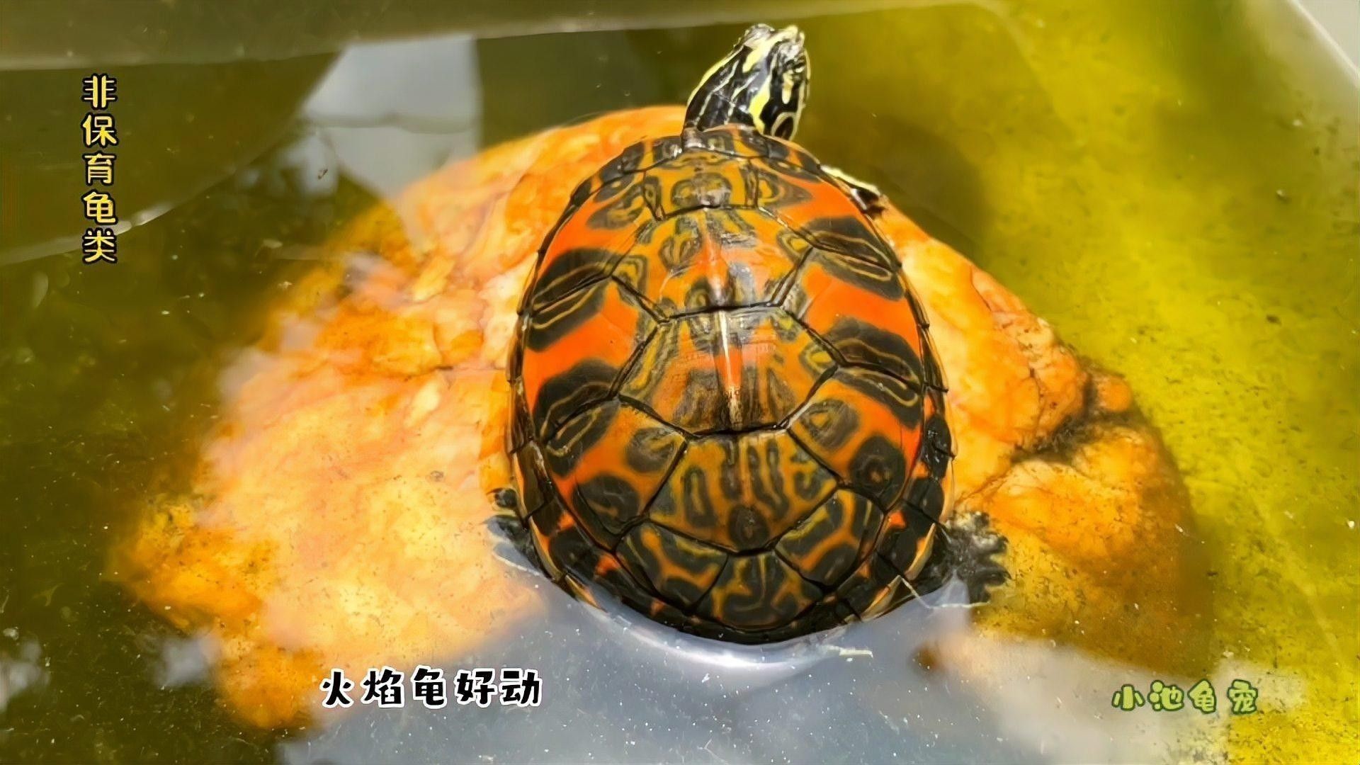 火焰龜混養需要多大的缸？（混養火焰龜需要注意什么？）