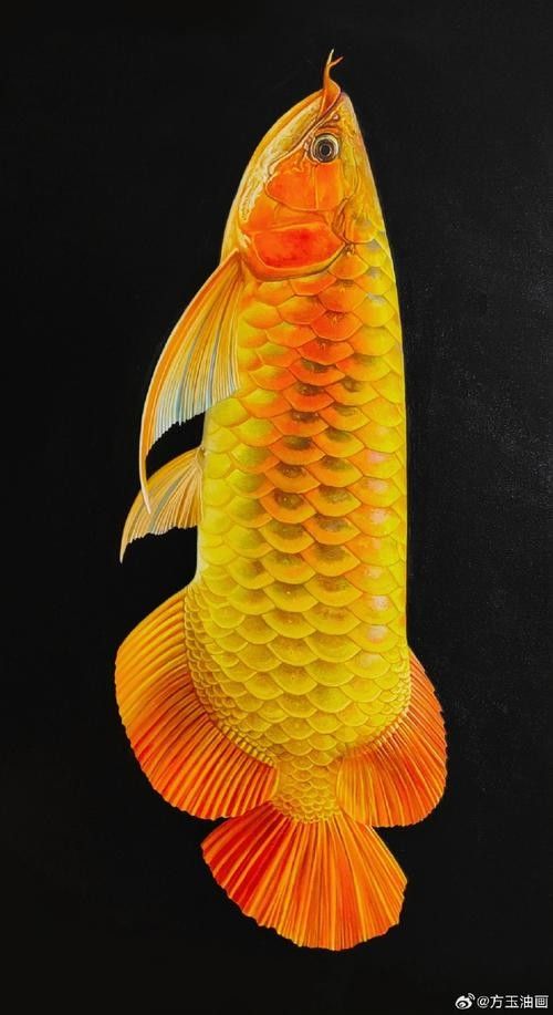 給我幾張金龍魚高清圖片（金龍魚高清圖片展示了它們的自然狀態和各種養殖環境）