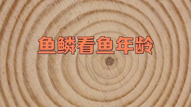 如何通過鱗片判斷龍魚年齡（如何判斷龍魚的年齡？）