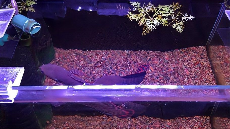 彩虹雷龍魚可以混養嗎？（彩虹雷龍魚與其他魚類混養時有幾個關鍵因素要考慮）