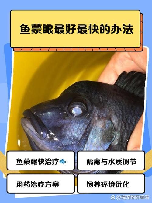 如何預(yù)防金龍魚蒙眼??？（龍魚蒙眼怎么辦）