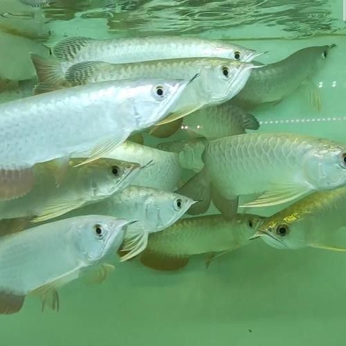 濟南金龍魚的主要產品有哪些（金龍魚食品有限公司）