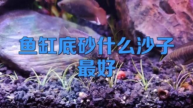 龍魚缸底砂選擇什么材質好？（魚缸底砂的選擇對于水質管理和美觀度至關重要）