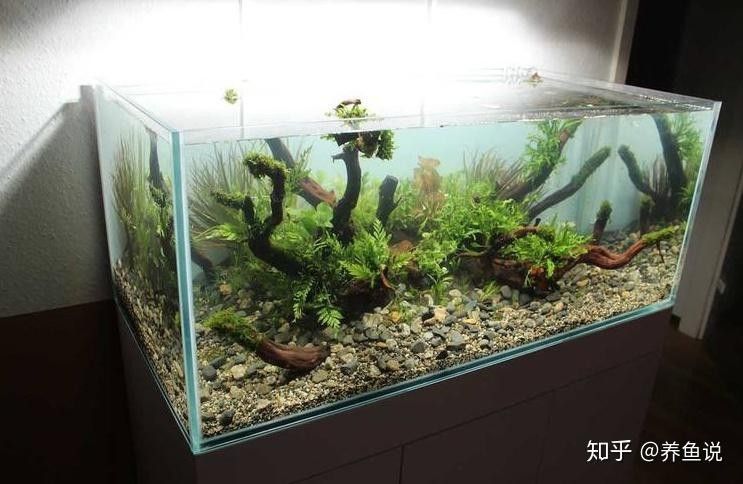 龍魚缸底砂選擇什么材質好？（魚缸底砂的選擇對于水質管理和美觀度至關重要）