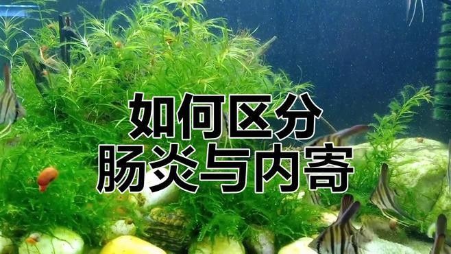 如何預(yù)防龍魚白便（魚兒拉白屎是怎么回事）