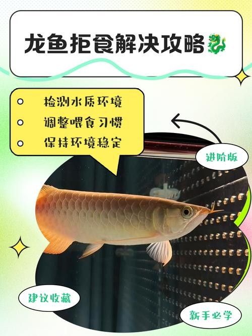 如何預(yù)防龍魚白便（魚兒拉白屎是怎么回事）
