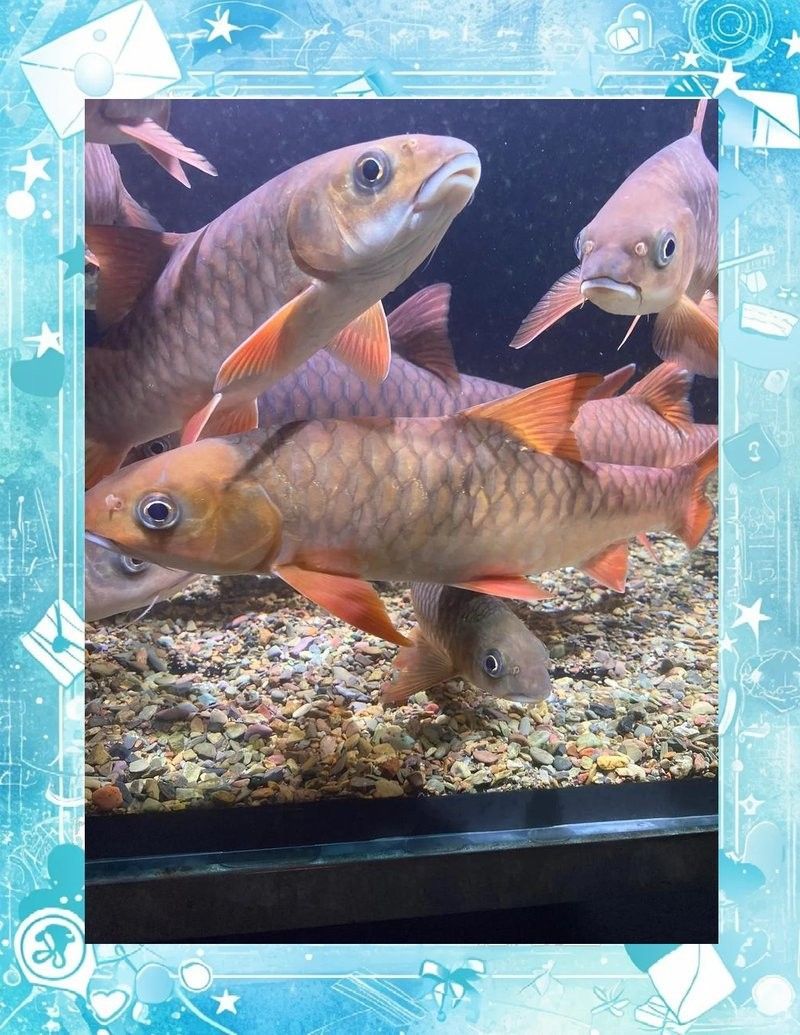 如何自己在家給龍魚打包發貨（(圖文并茂版)微信公眾平臺打包全攻略）