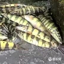 青龍魚的市場價格是多少？（青龍魚市場價格因規格、品相和地區差異有所不同）
