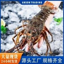 青龍魚的市場價格是多少？（青龍魚市場價格因規格、品相和地區差異有所不同）