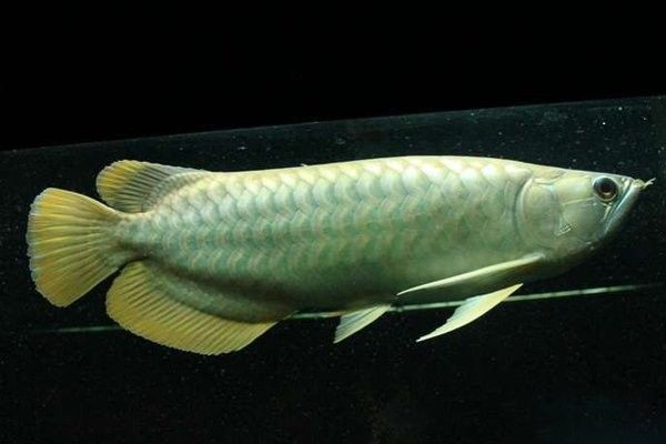 青龍魚的市場價格是多少？（青龍魚市場價格因規格、品相和地區差異有所不同）