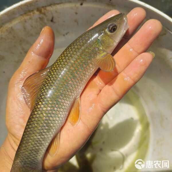 青龍魚的市場價格是多少？（青龍魚市場價格因規格、品相和地區差異有所不同）