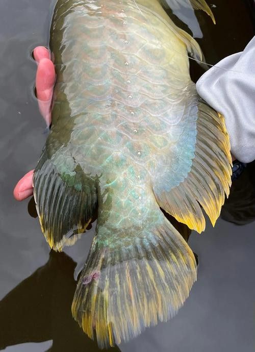 青龍魚的市場價格是多少？（青龍魚市場價格因規格、品相和地區差異有所不同）