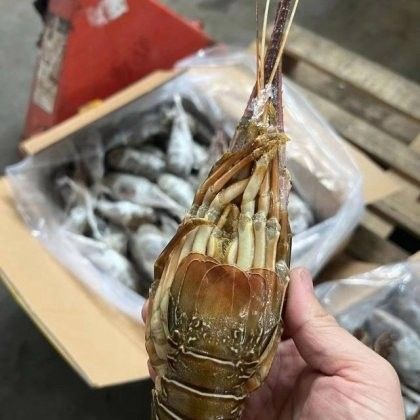 青龍魚的市場價格是多少？（青龍魚市場價格因規格、品相和地區差異有所不同）